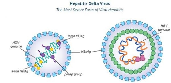 三亿慢性乙肝患者—-您缺少筛查Hepatitis D